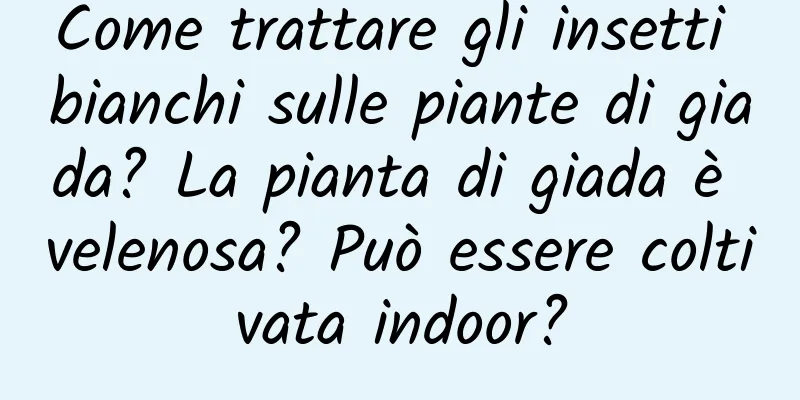 Come trattare gli insetti bianchi sulle piante di giada? La pianta di giada è velenosa? Può essere coltivata indoor?