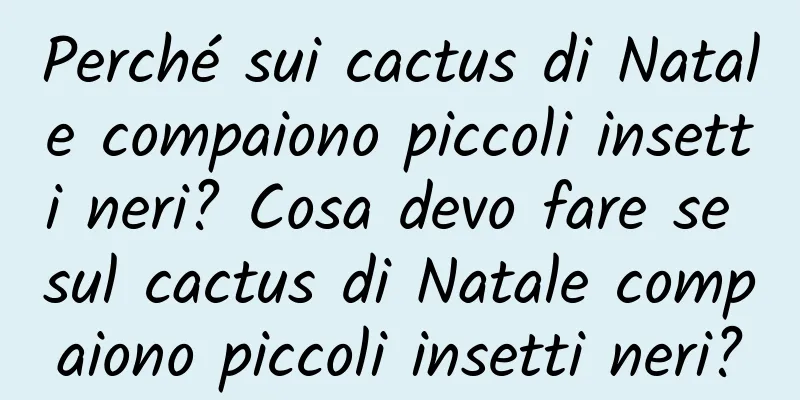 Perché sui cactus di Natale compaiono piccoli insetti neri? Cosa devo fare se sul cactus di Natale compaiono piccoli insetti neri?