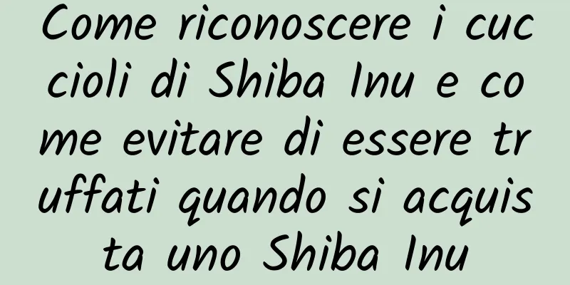 Come riconoscere i cuccioli di Shiba Inu e come evitare di essere truffati quando si acquista uno Shiba Inu