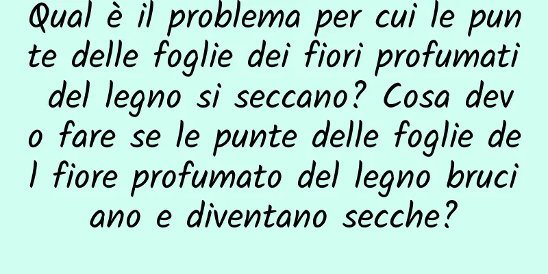 Qual è il problema per cui le punte delle foglie dei fiori profumati del legno si seccano? Cosa devo fare se le punte delle foglie del fiore profumato del legno bruciano e diventano secche?