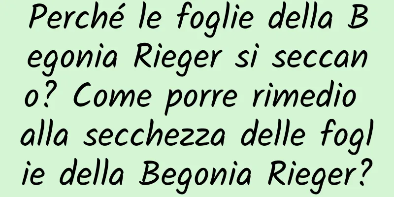 Perché le foglie della Begonia Rieger si seccano? Come porre rimedio alla secchezza delle foglie della Begonia Rieger?