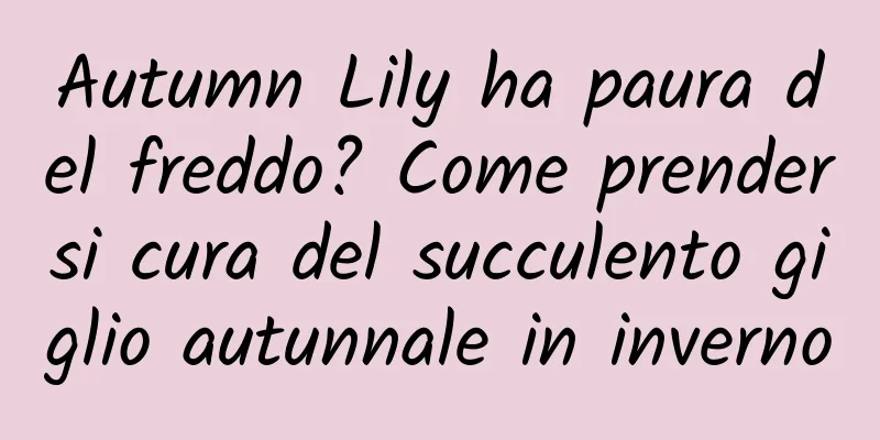 Autumn Lily ha paura del freddo? Come prendersi cura del succulento giglio autunnale in inverno