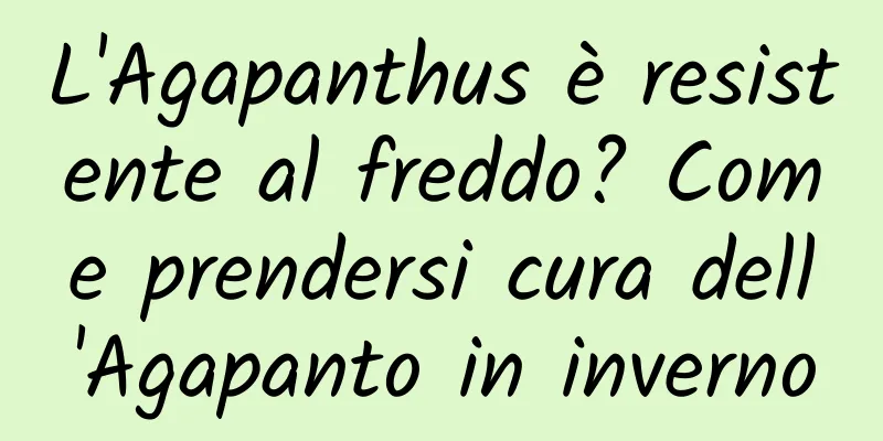 L'Agapanthus è resistente al freddo? Come prendersi cura dell'Agapanto in inverno