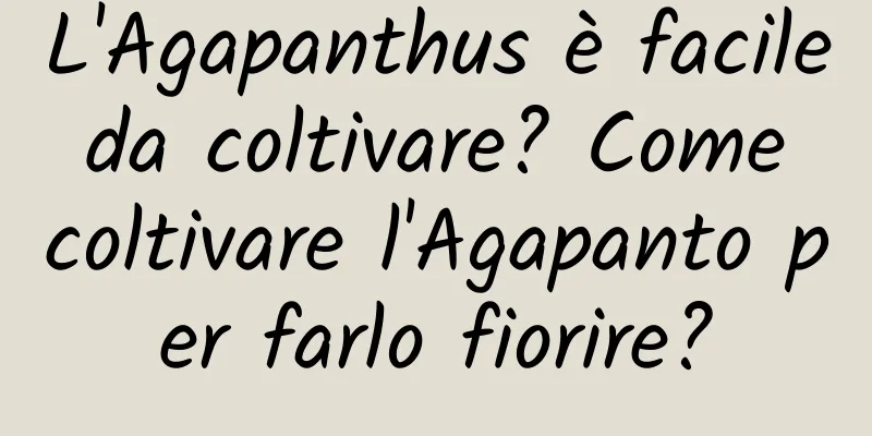 L'Agapanthus è facile da coltivare? Come coltivare l'Agapanto per farlo fiorire?