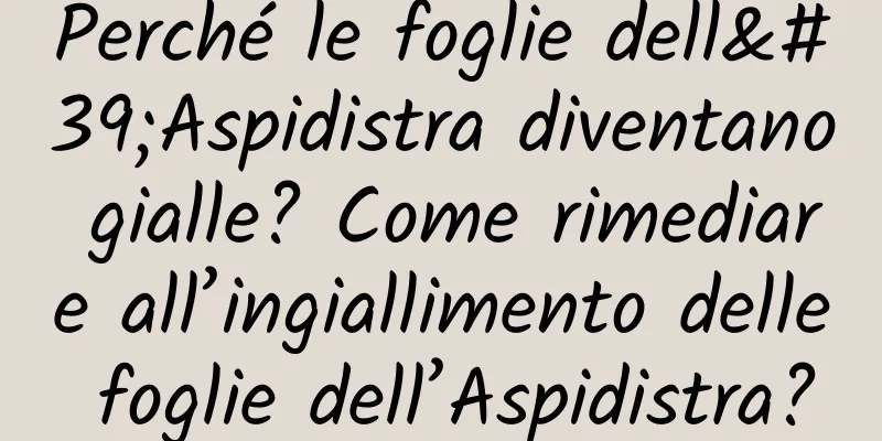 Perché le foglie dell'Aspidistra diventano gialle? Come rimediare all’ingiallimento delle foglie dell’Aspidistra?