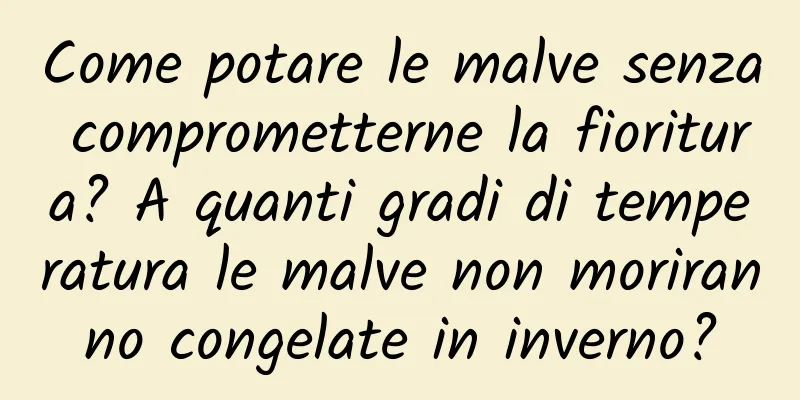 Come potare le malve senza comprometterne la fioritura? A quanti gradi di temperatura le malve non moriranno congelate in inverno?