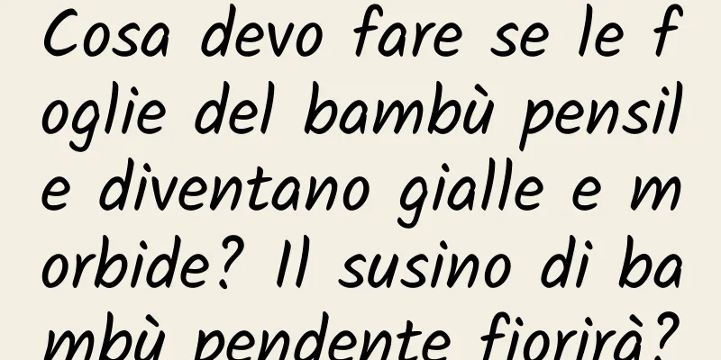 Cosa devo fare se le foglie del bambù pensile diventano gialle e morbide? Il susino di bambù pendente fiorirà?