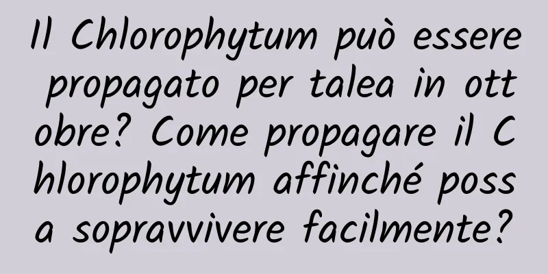 Il Chlorophytum può essere propagato per talea in ottobre? Come propagare il Chlorophytum affinché possa sopravvivere facilmente?