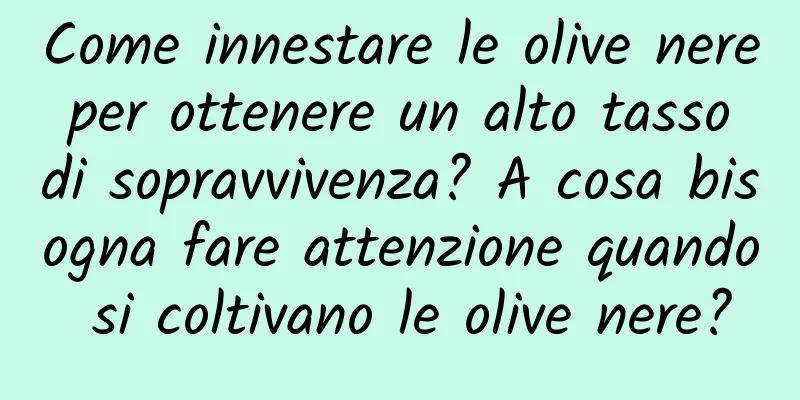 Come innestare le olive nere per ottenere un alto tasso di sopravvivenza? A cosa bisogna fare attenzione quando si coltivano le olive nere?