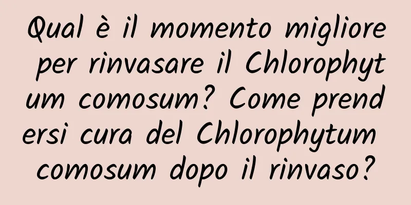 Qual è il momento migliore per rinvasare il Chlorophytum comosum? Come prendersi cura del Chlorophytum comosum dopo il rinvaso?