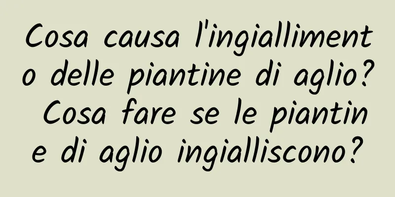 Cosa causa l'ingiallimento delle piantine di aglio? Cosa fare se le piantine di aglio ingialliscono?