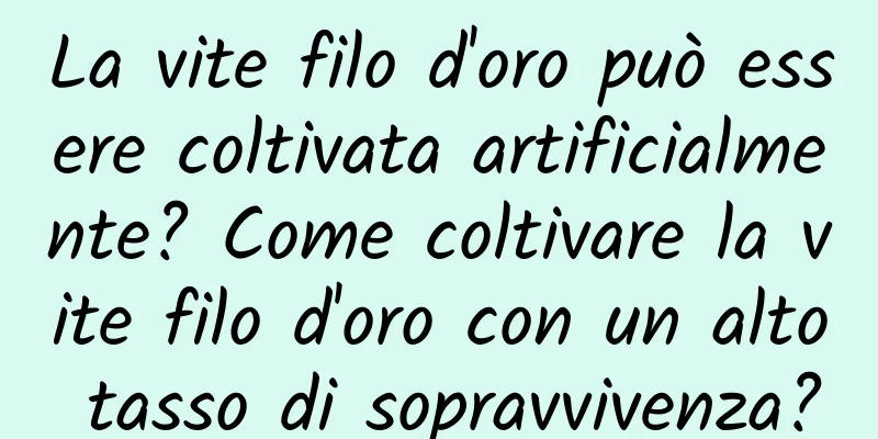 La vite filo d'oro può essere coltivata artificialmente? Come coltivare la vite filo d'oro con un alto tasso di sopravvivenza?