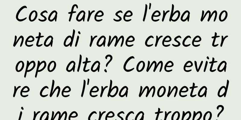 Cosa fare se l'erba moneta di rame cresce troppo alta? Come evitare che l'erba moneta di rame cresca troppo?