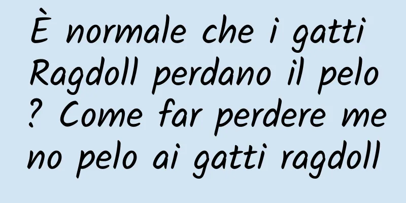 È normale che i gatti Ragdoll perdano il pelo? Come far perdere meno pelo ai gatti ragdoll