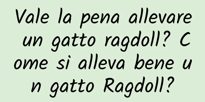 Vale la pena allevare un gatto ragdoll? Come si alleva bene un gatto Ragdoll?