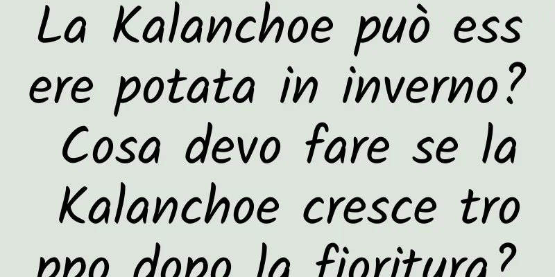 La Kalanchoe può essere potata in inverno? Cosa devo fare se la Kalanchoe cresce troppo dopo la fioritura?