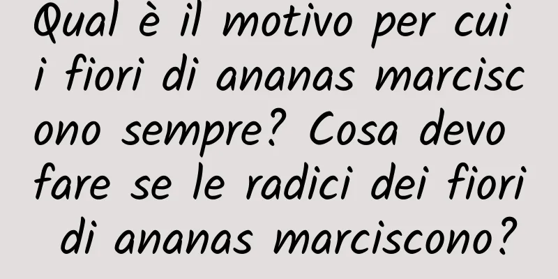 Qual è il motivo per cui i fiori di ananas marciscono sempre? Cosa devo fare se le radici dei fiori di ananas marciscono?