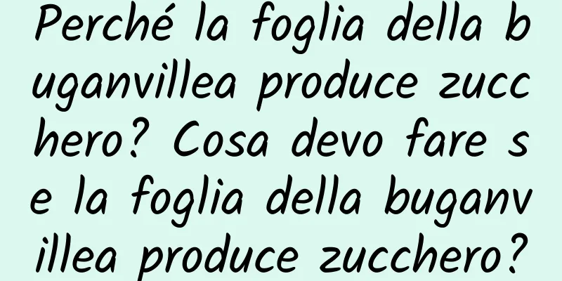 Perché la foglia della buganvillea produce zucchero? Cosa devo fare se la foglia della buganvillea produce zucchero?