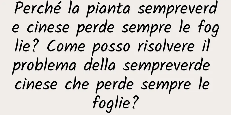 Perché la pianta sempreverde cinese perde sempre le foglie? Come posso risolvere il problema della sempreverde cinese che perde sempre le foglie?