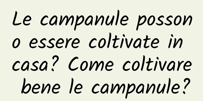Le campanule possono essere coltivate in casa? Come coltivare bene le campanule?