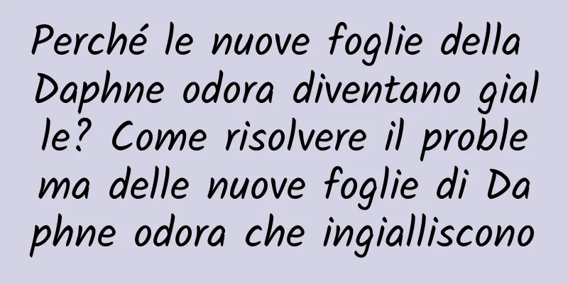 Perché le nuove foglie della Daphne odora diventano gialle? Come risolvere il problema delle nuove foglie di Daphne odora che ingialliscono