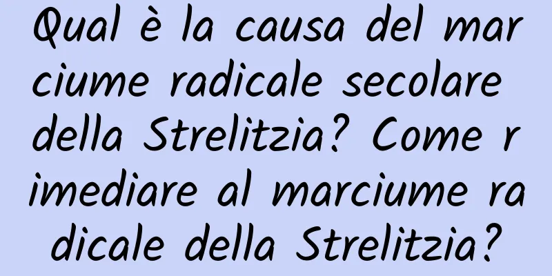 Qual è la causa del marciume radicale secolare della Strelitzia? Come rimediare al marciume radicale della Strelitzia?