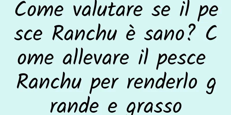 Come valutare se il pesce Ranchu è sano? Come allevare il pesce Ranchu per renderlo grande e grasso