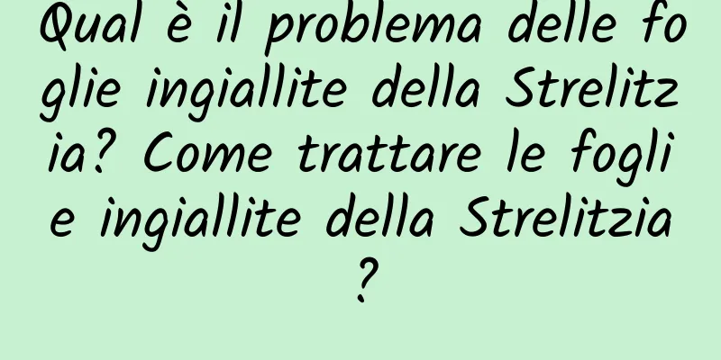 Qual è il problema delle foglie ingiallite della Strelitzia? Come trattare le foglie ingiallite della Strelitzia?