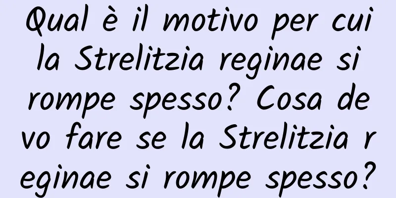 Qual è il motivo per cui la Strelitzia reginae si rompe spesso? Cosa devo fare se la Strelitzia reginae si rompe spesso?