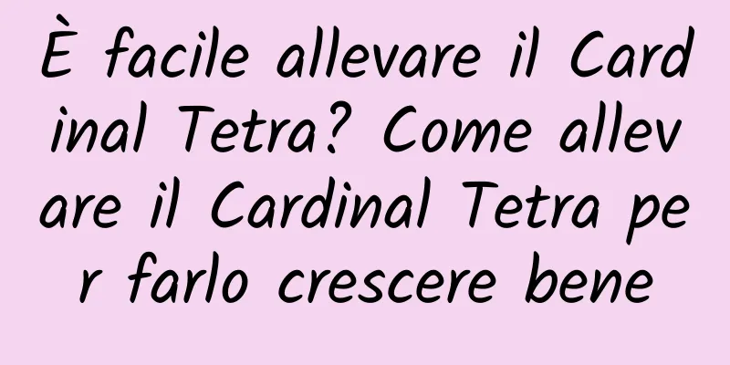 È facile allevare il Cardinal Tetra? Come allevare il Cardinal Tetra per farlo crescere bene