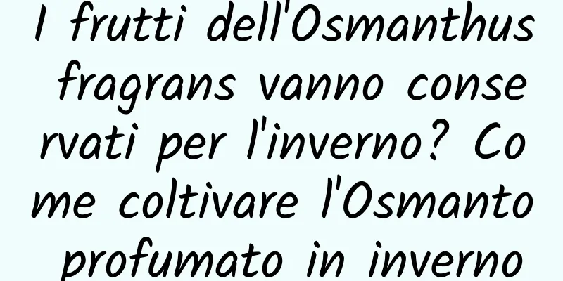 I frutti dell'Osmanthus fragrans vanno conservati per l'inverno? Come coltivare l'Osmanto profumato in inverno
