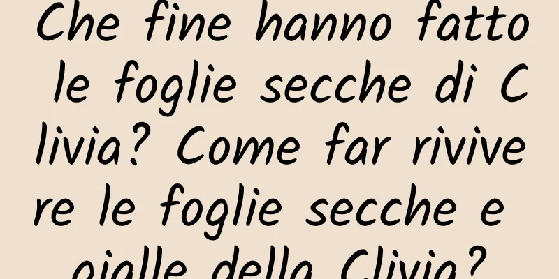 Che fine hanno fatto le foglie secche di Clivia? Come far rivivere le foglie secche e gialle della Clivia?