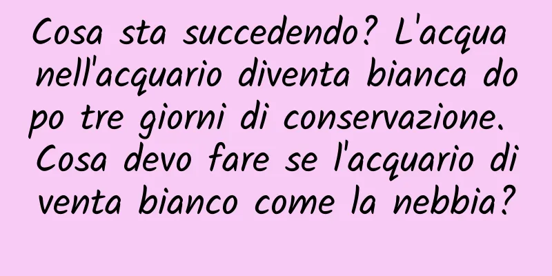 Cosa sta succedendo? L'acqua nell'acquario diventa bianca dopo tre giorni di conservazione. Cosa devo fare se l'acquario diventa bianco come la nebbia?