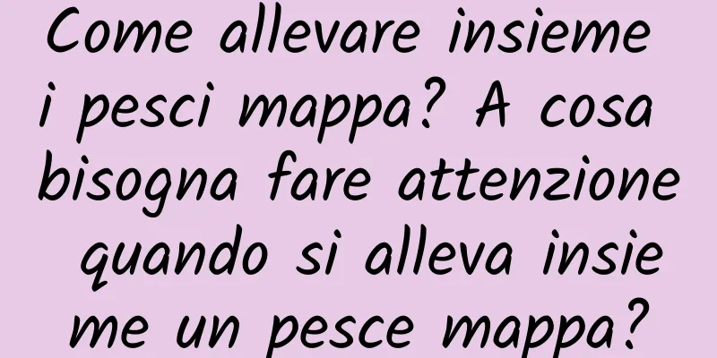 Come allevare insieme i pesci mappa? A cosa bisogna fare attenzione quando si alleva insieme un pesce mappa?