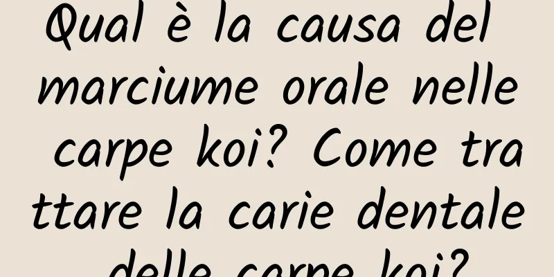 Qual è la causa del marciume orale nelle carpe koi? Come trattare la carie dentale delle carpe koi?