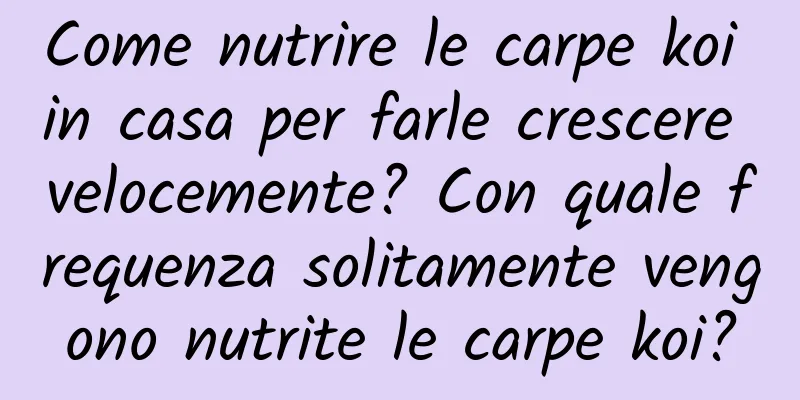 Come nutrire le carpe koi in casa per farle crescere velocemente? Con quale frequenza solitamente vengono nutrite le carpe koi?