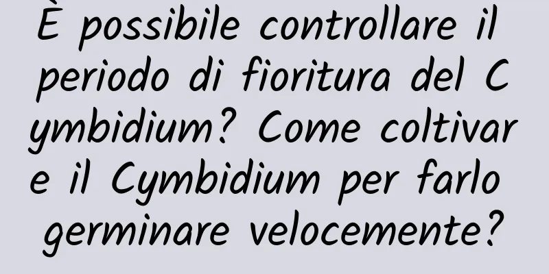 È possibile controllare il periodo di fioritura del Cymbidium? Come coltivare il Cymbidium per farlo germinare velocemente?