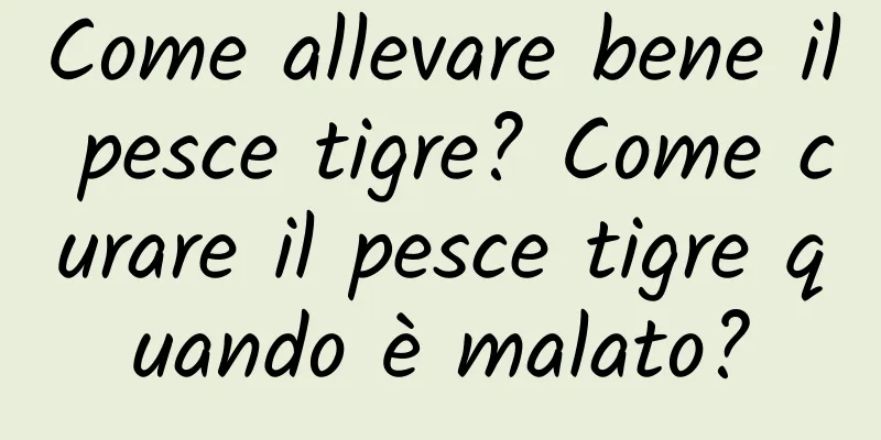 Come allevare bene il pesce tigre? Come curare il pesce tigre quando è malato?