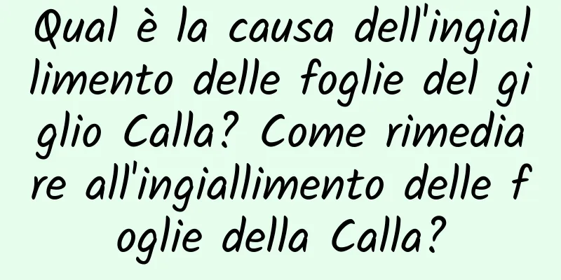 Qual è la causa dell'ingiallimento delle foglie del giglio Calla? Come rimediare all'ingiallimento delle foglie della Calla?