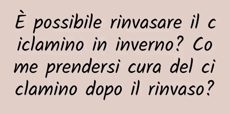 È possibile rinvasare il ciclamino in inverno? Come prendersi cura del ciclamino dopo il rinvaso?