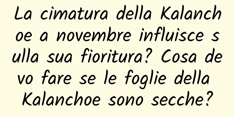La cimatura della Kalanchoe a novembre influisce sulla sua fioritura? Cosa devo fare se le foglie della Kalanchoe sono secche?