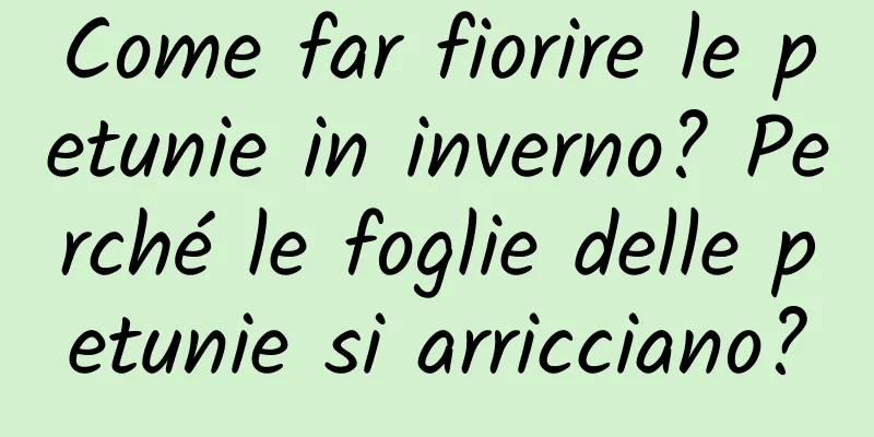 Come far fiorire le petunie in inverno? Perché le foglie delle petunie si arricciano?