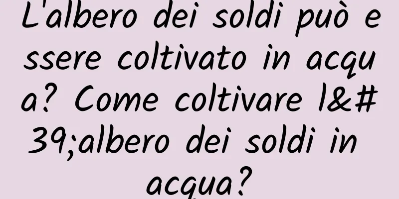 L'albero dei soldi può essere coltivato in acqua? Come coltivare l'albero dei soldi in acqua?