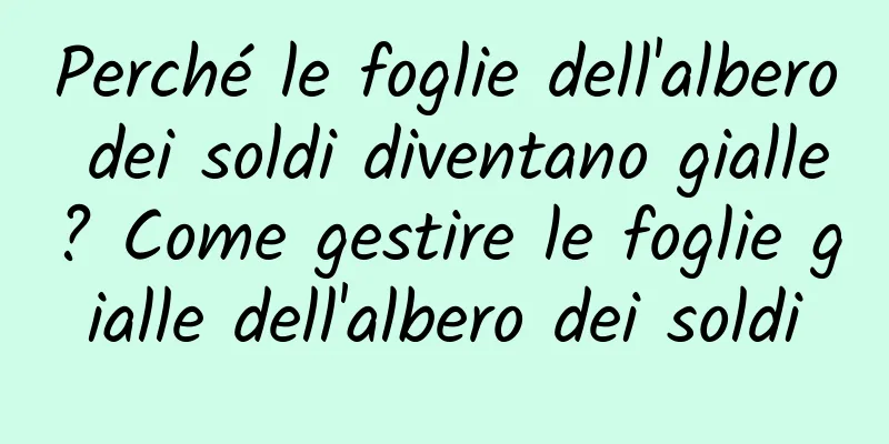 Perché le foglie dell'albero dei soldi diventano gialle? Come gestire le foglie gialle dell'albero dei soldi