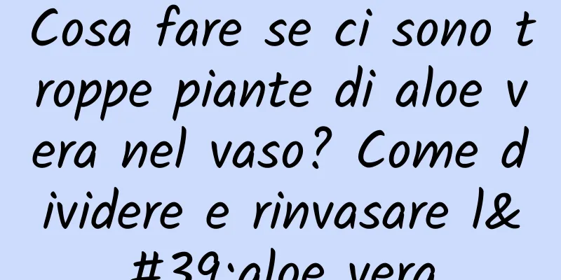 Cosa fare se ci sono troppe piante di aloe vera nel vaso? Come dividere e rinvasare l'aloe vera