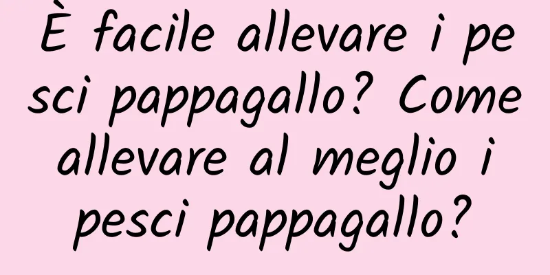 È facile allevare i pesci pappagallo? Come allevare al meglio i pesci pappagallo?