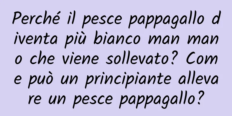 Perché il pesce pappagallo diventa più bianco man mano che viene sollevato? Come può un principiante allevare un pesce pappagallo?