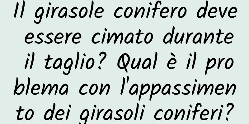 Il girasole conifero deve essere cimato durante il taglio? Qual è il problema con l'appassimento dei girasoli coniferi?