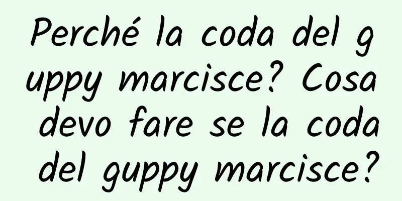 Perché la coda del guppy marcisce? Cosa devo fare se la coda del guppy marcisce?