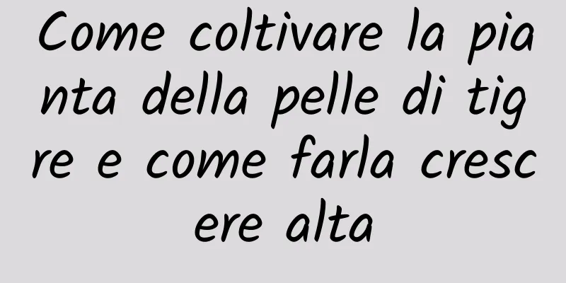 Come coltivare la pianta della pelle di tigre e come farla crescere alta